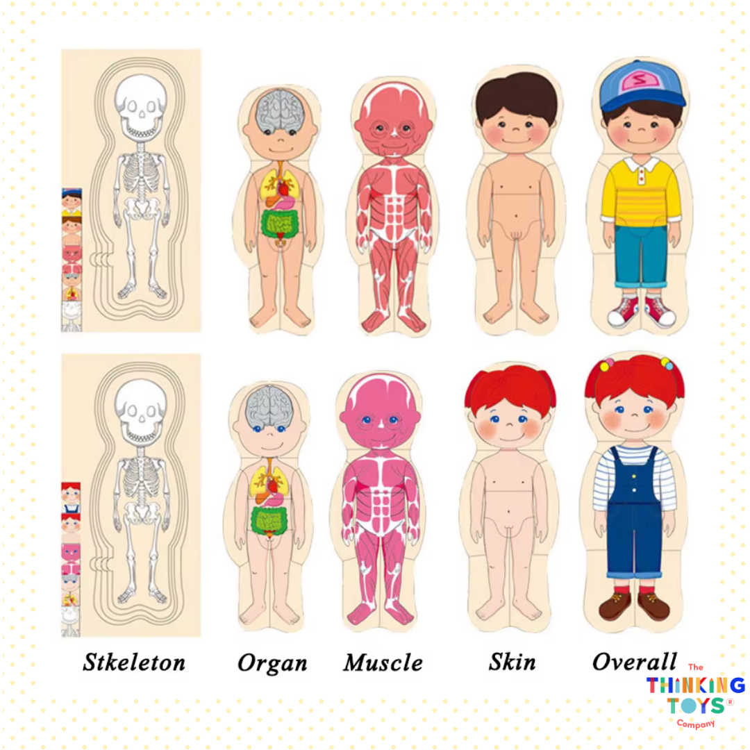 Montessory Body Structure Jigsaw Puzzle